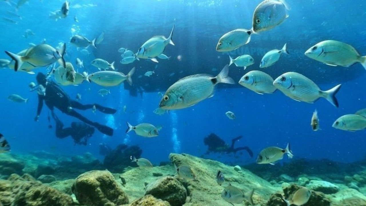 Kusadasi Diving Experience Tour
